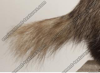 photo texture of fur 0008